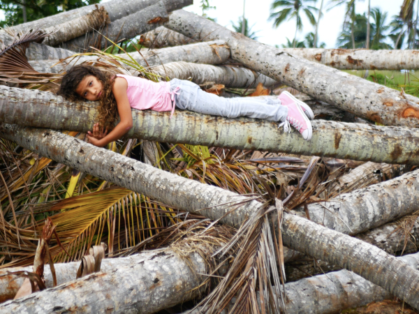 Campaña «Detén la tala de nuestros árboles. Un llamado urgente a la comunidad puertorriqueña.»