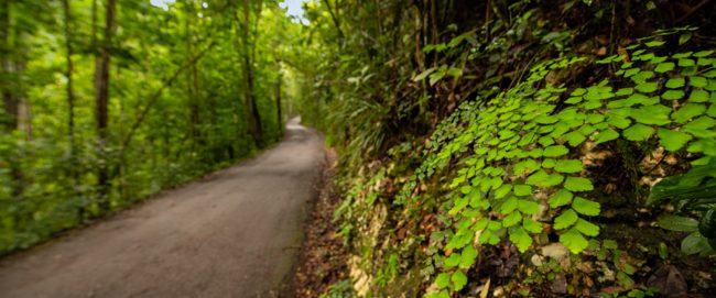 Bosque Guajataca, Isabela. Foto por @frankeliasphoto