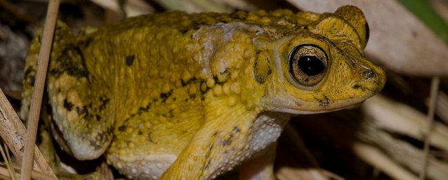 Sapo Concho (Bufo lémur)